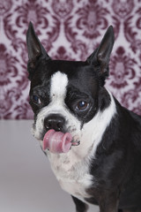 Boston terrier sticking her tongue out.