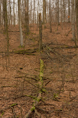 Toter Baum