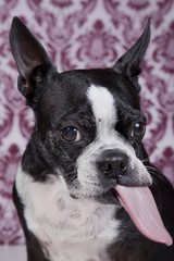 Boston terrier posing in front of a damask background.