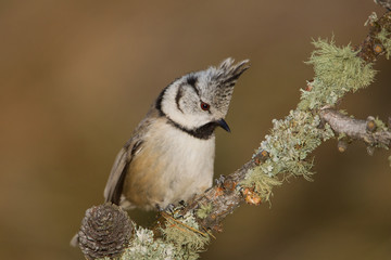 Wildlife