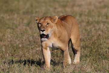 Wildlife