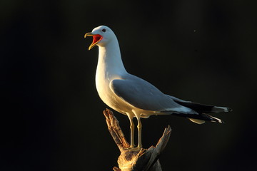 Wildlife