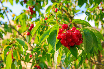 Cherries hanging on a cherry tree branch.