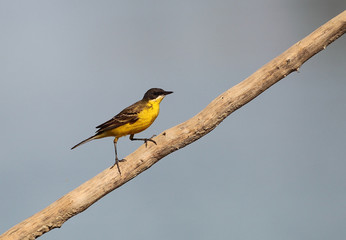 Wildlife