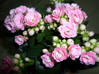 Pink flowers of Kalanchoe