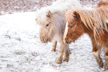 Two lovely small pony horse on a snowy field outdoors by the farm