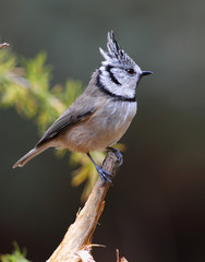 Wildlife