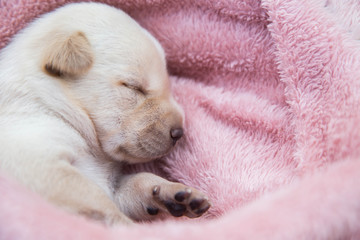 Fototapeta premium Cute Dog