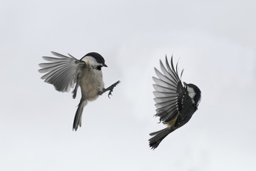 Wildlife
