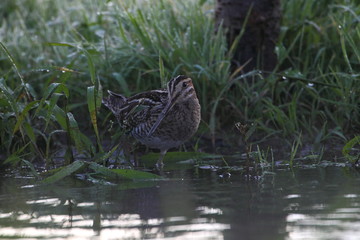Wildlife