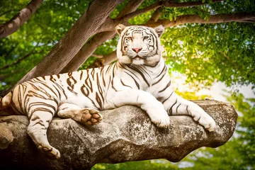 Papier Peint photo Lavable Tigre White tiger