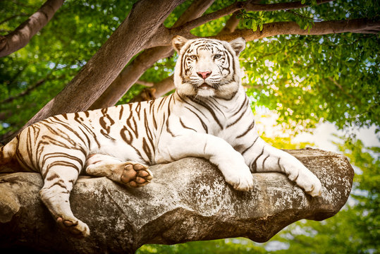 White tiger