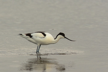 avocetta (Recurvirostra avosetta) nello stagno - ritratto