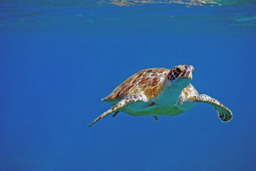Turtle Gliding
