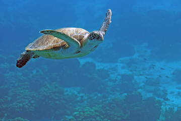 Turtle Flying