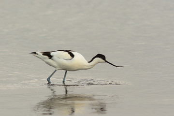 avocetta (Recurvirostra avosetta) nello stagno - ritratto