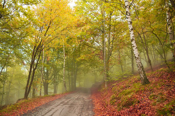 road in the foggy forest in autumn