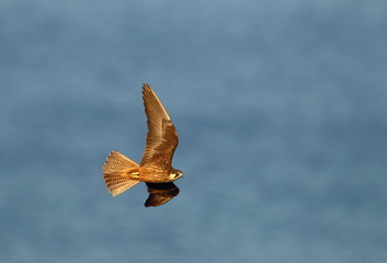 Wildlife