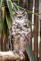 Owl with stunning eyes 