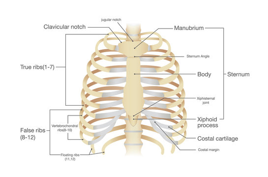 Anatomy of human rib. Illustration from vector about science and medical.