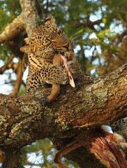 Wildlife