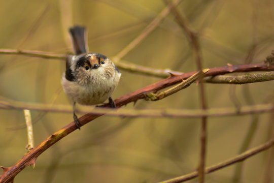 Codibugnolo (Aegithalos caudatus) - ritratto