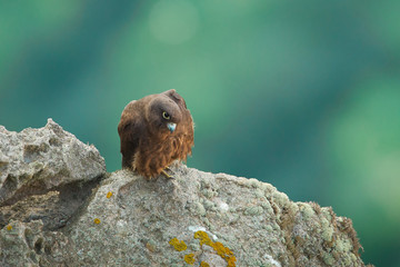 Wildlife