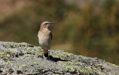 Wildlife