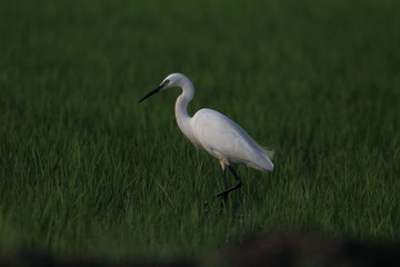 Wildlife