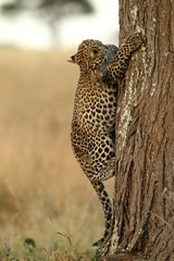 Wildlife