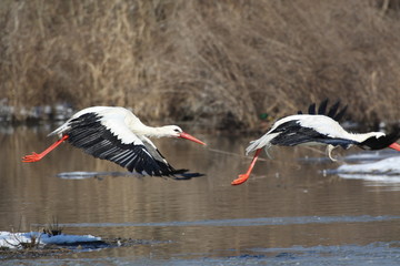 Wildlife
