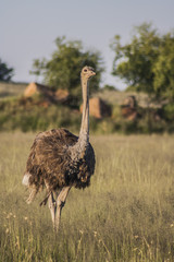 Naklejka premium ostrich