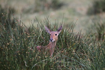 Wildlife