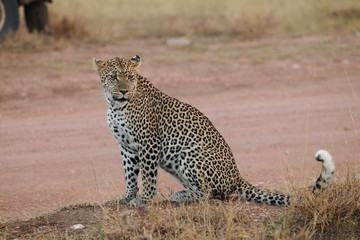 Wildlife