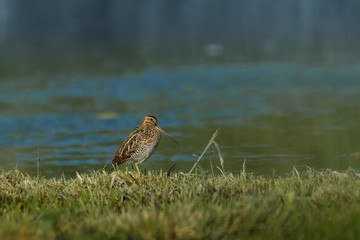 Wildlife