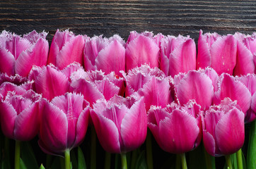Tulips on a wooden background