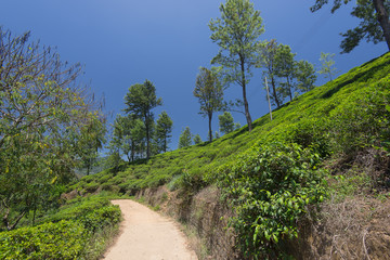 Fototapeta na wymiar Tea plantation on the island of Sri Lanka. City Nuwara Eliya.