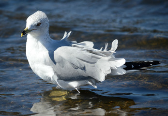 Seagull feathers blowing in wind