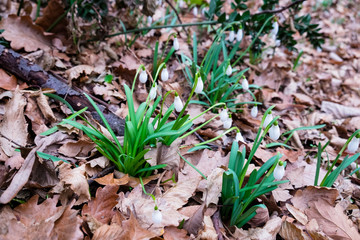 First spring flowers, snowdrops