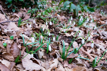 First spring flowers, snowdrops