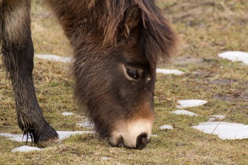 Naklejka na ściany i meble Wild horse on grassland in Milovice, Czech republic