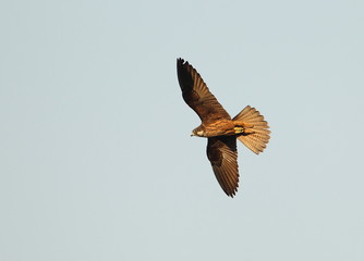 Wildlife