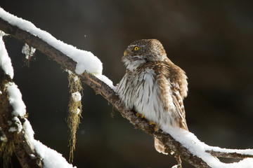 Wildlife