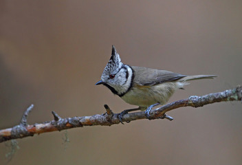 Wildlife