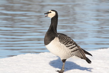 Naklejka na ściany i meble Wildlife