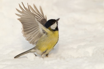 Wildlife
