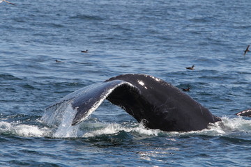 Obraz premium Wildlife