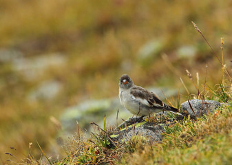 Wildlife