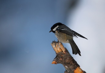 Wildlife