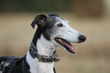 Galgo